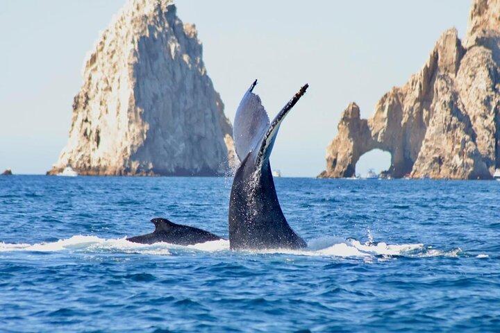 Excursão em grupo ao Arco de Los Cabos e observação de baleias.