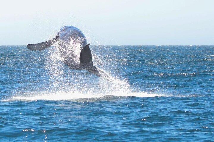 Excursão em grupo ao Arco de Los Cabos e observação de baleias.