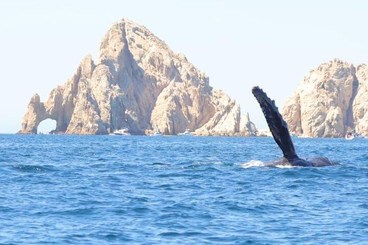 Excursão em grupo ao Arco de Los Cabos e observação de baleias.
