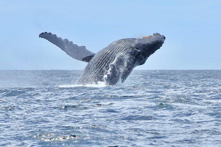 Excursão em grupo ao Arco de Los Cabos e observação de baleias.