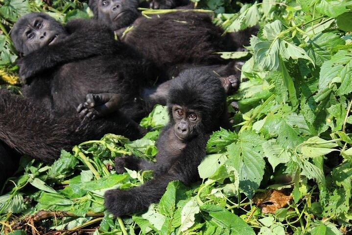 10 dagar Uganda Big 5 och Gorilla Safari