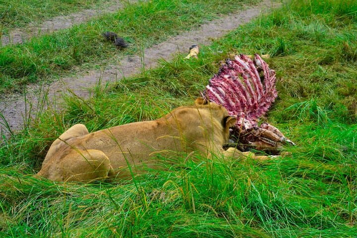 3 Days Mara Masai Group Joining Budget Safari