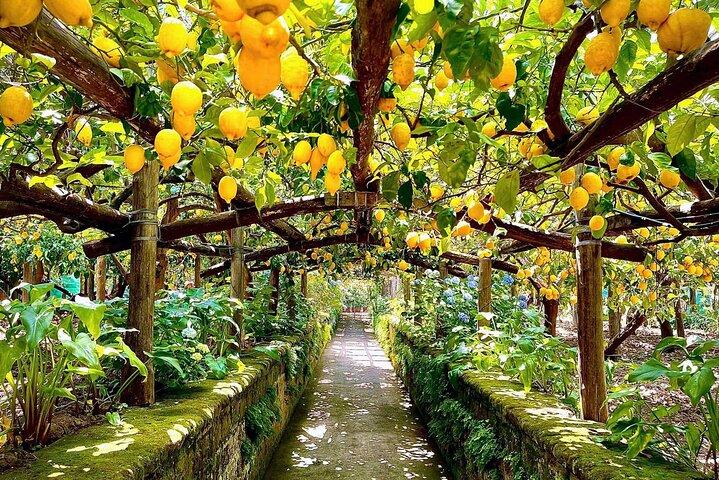 Sorrento Lemon Tour med Limoncello Making och lunch