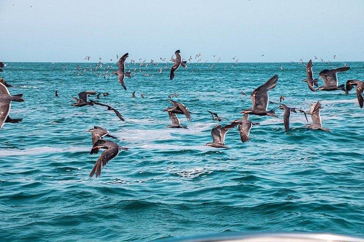 リマ発パラカスとワカチナ日帰り旅行