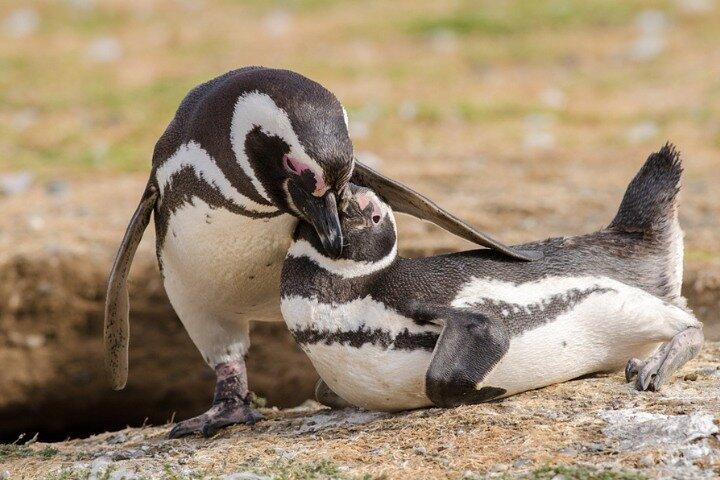 マグダレナ島ペンギンツアー（マルタ島訪問オプション）