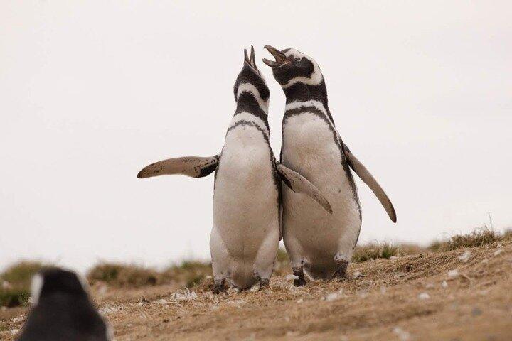 マグダレナ島ペンギンツアー（マルタ島訪問オプション）