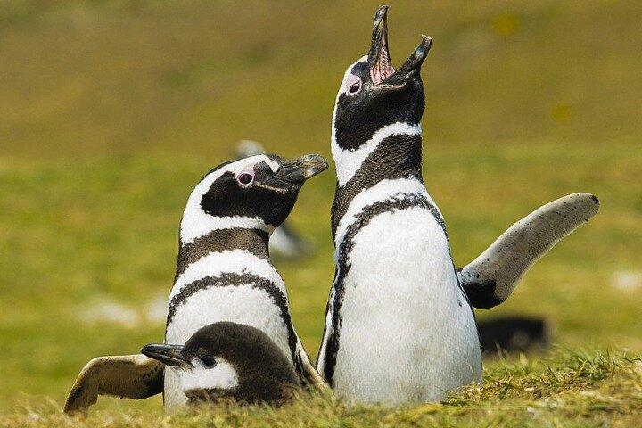 Magdalena Island Penguin Tour med valgfri besøg på Marta Island