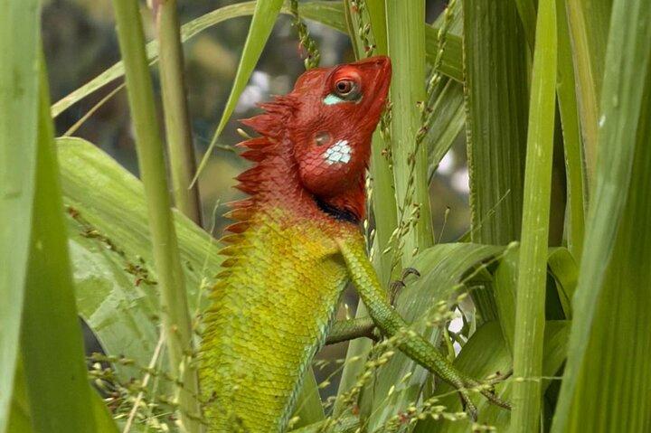 Båtsafari i Bentota River