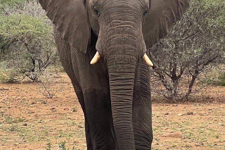 5 - Days Cape Town : Big Five Safari-Oudtshoorn - Knysna - Baía de Mossell