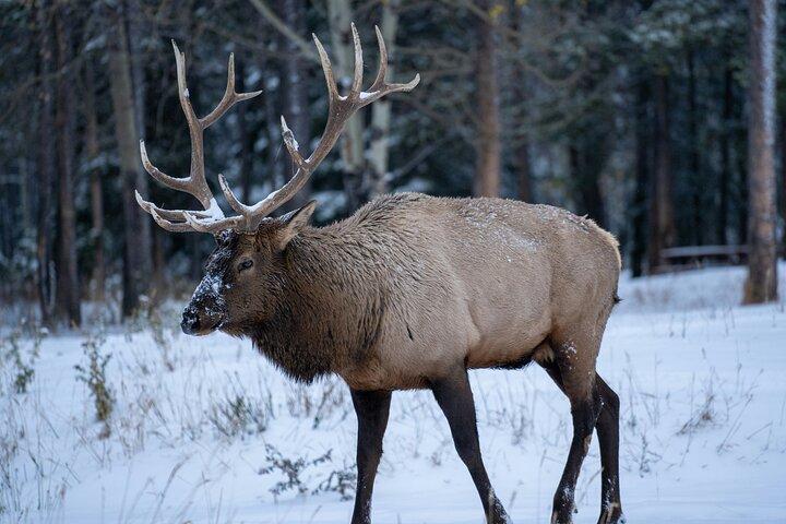Banff Wildlife & landschappelijke hoogtepunten Privé Premium Tour