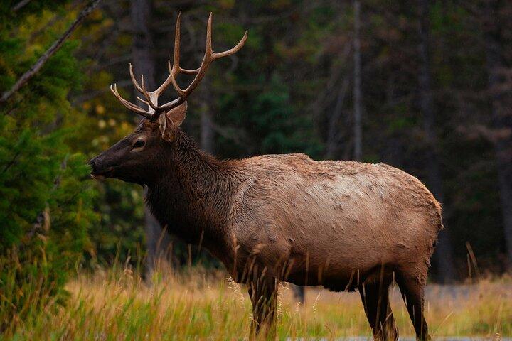 Banff Wildlife & landschappelijke hoogtepunten Privé Premium Tour