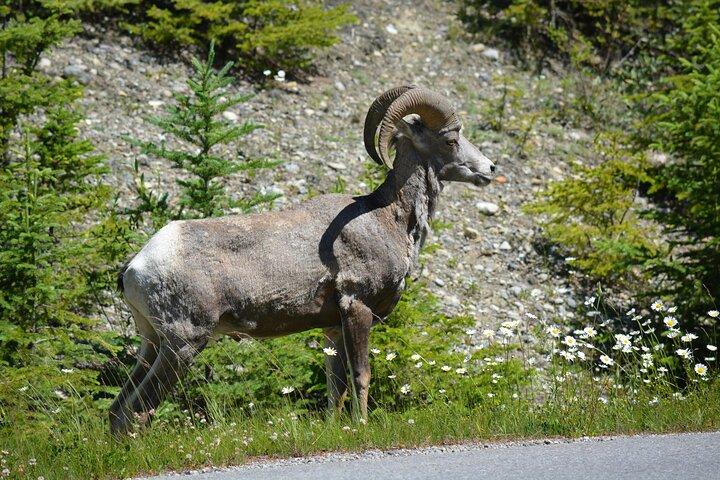 Banff Wildlife & landschappelijke hoogtepunten Privé Premium Tour