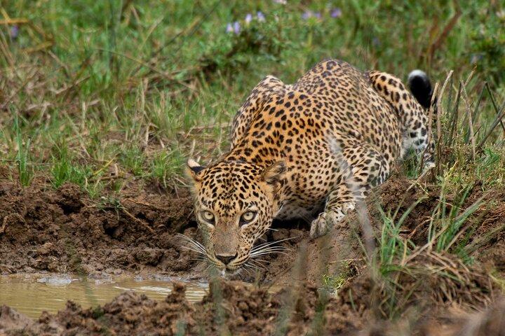 スリランカ・ヤーラ国立公園プライベート野生動物サファリ