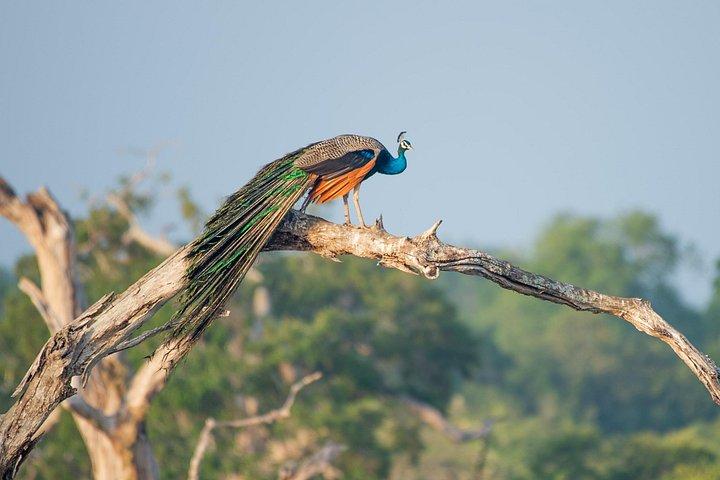 スリランカ・ヤーラ国立公園プライベート野生動物サファリ