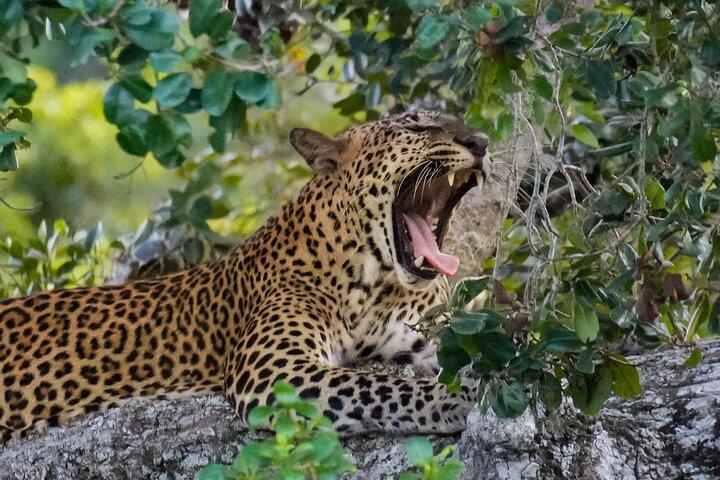 Yala Safari Private Tours - Landausflug vom Hafen Hambantota