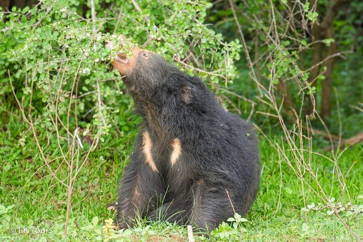Yala Safari Private Tours - Landausflug vom Hafen Hambantota