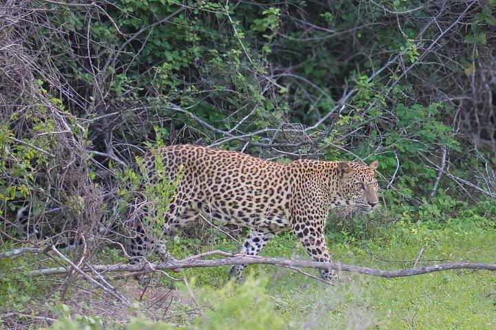 Yala Safari Private Tours - Landausflug vom Hafen Hambantota
