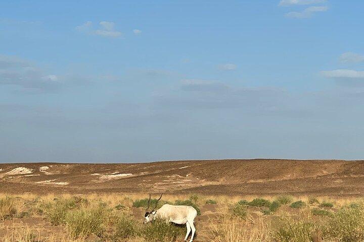 2 Days 1 Night Desert Tour to Erg Chigaga from Zagora
