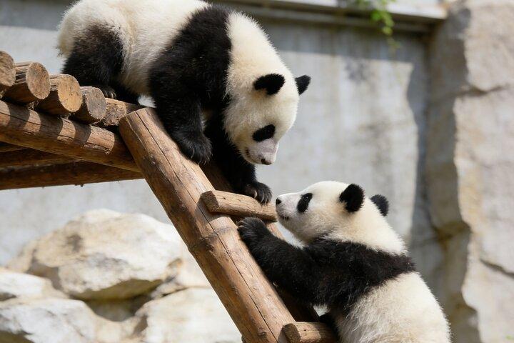 Tour privato di Pechino al Tempio del Paradiso, Panda House e Summer Palace