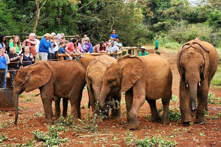 Giraffe Center, Elephant Orphanage, Beads and Museum of illusions