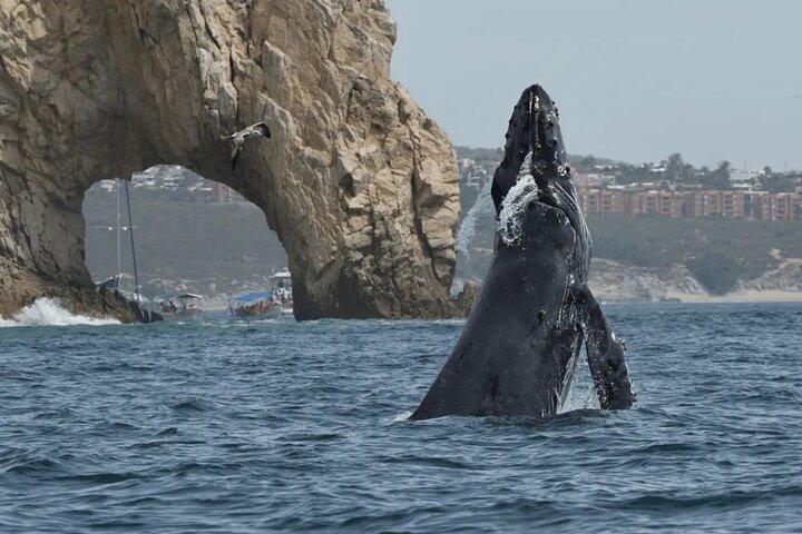 2 - Uur Shore Excursion | Arch, Lover’s Beach & Whale Encounters