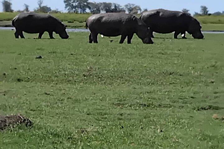 5-daagse Hwange Chobe National Park Safari en Victoria Falls