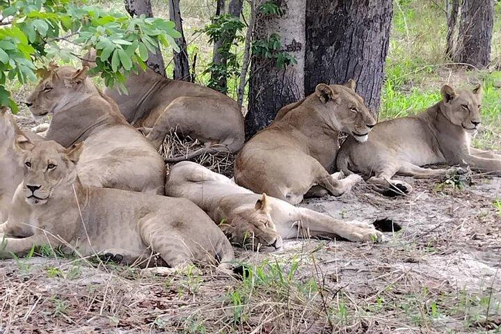 5-daagse Hwange Chobe National Park Safari en Victoria Falls