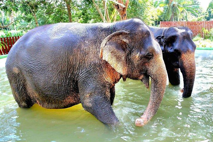 Elephant Nature Care, le plus grand sanctuaire d'éléphants de Koh Samui
