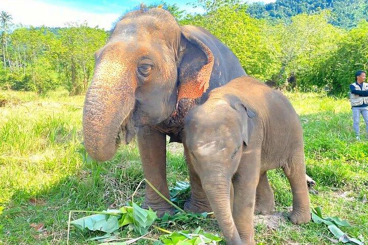 Elephant Nature Care, le plus grand sanctuaire d'éléphants de Koh Samui