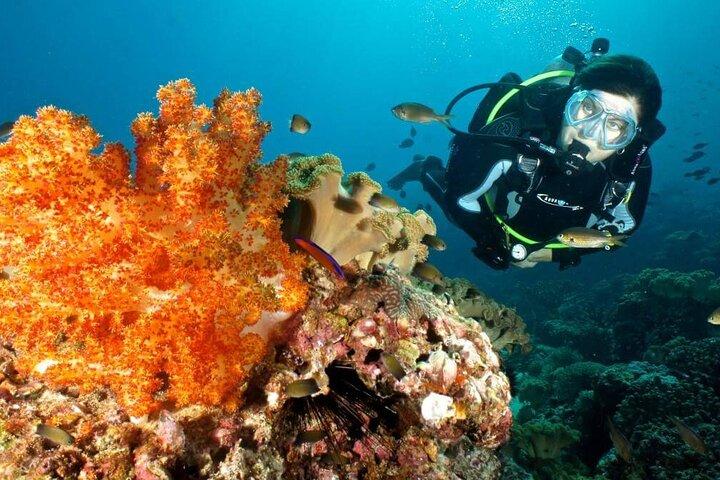 Aventura de buceo de medio día en Salalah