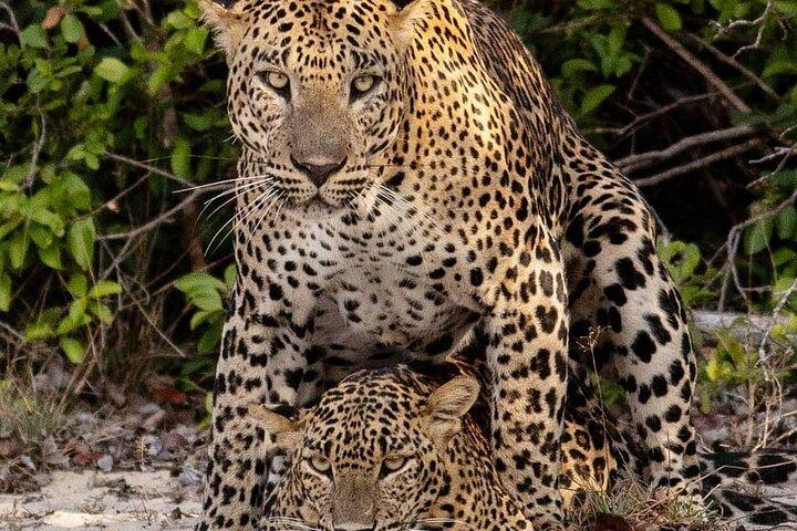 Leopards Safari Parque Nacional Yala - 04h30 às 11h30