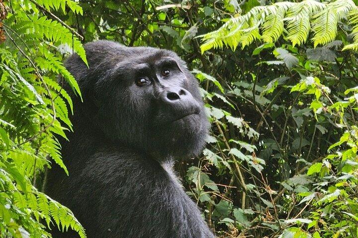 13 - Day Uganda Rwanda Congo& Burundi : Gorillas Chimps And Big Five (ウガンダ・ルワンダ・コンゴ・ブルンジ : ゴリラのチンパンジーとビッグファイブ)
