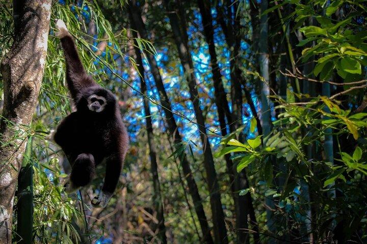 Hoteller i nærheden af Chiang Mai Mae Kam Pong Wild Gibbon Jungle Trek