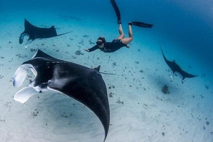 Excursión de un día al oeste de Nusa Penida y buceo desde Nusa Lembongan