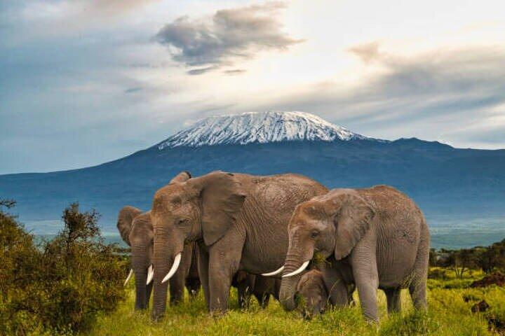 Excursión privada de un día al Parque Nacional Amboseli Ver Monte Kilimanjaro 4WD