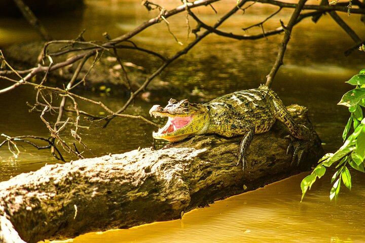 Safari en bateau animalier Caño Negro au départ de La Fortuna (Excursion d'une journée)