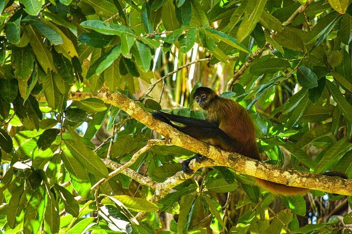Safari en bateau animalier Caño Negro au départ de La Fortuna (Excursion d'une journée)