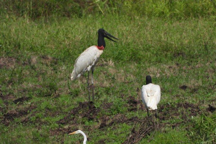 ラ・フォルトゥナ発カニョ・ネグロ野生動物ボートサファリ（全日ツアー）