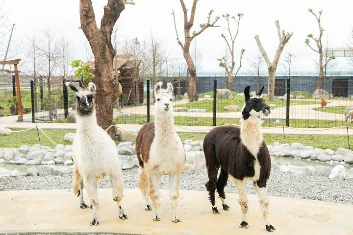 Yilan Day Animal Farm mit Bubble Tea Museum und Nachtmarkt