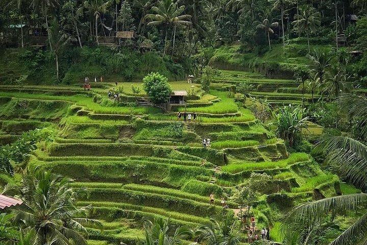 Halvdagstur: Oplev det bedste ved Ubud på 5 timer