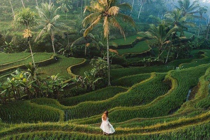 Halvdagstur: Oplev det bedste ved Ubud på 5 timer