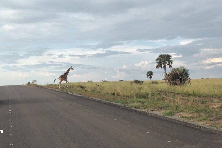 5 - Dia Uganda Safari: Explorando Murchison Falls & Chimps Tracking