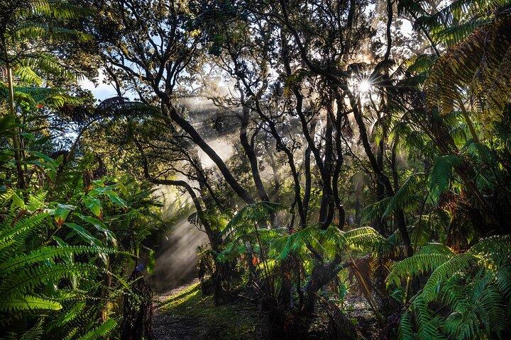 Esperto guidato privato Tour Parco nazionale dei vulcani delle Hawaii