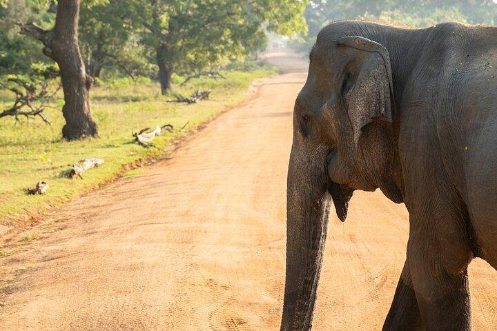 Udawalawe Safari und authentische Sri Lanka Dorf Erfahrung