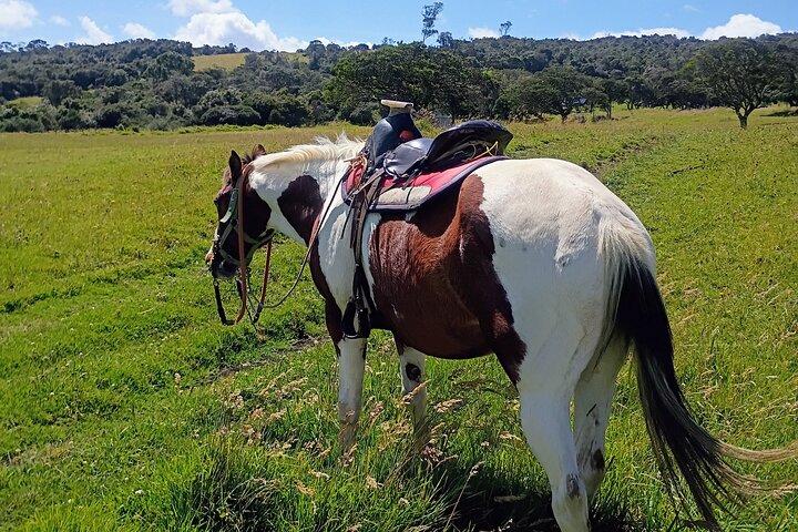 Andengebirge Reiten - Halber Tag