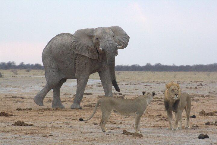 Viagem de um dia a Moremi (Okavango)