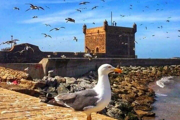 Luxus Tagesausflug Essaouira Mogador & Atlantischer Ozean Sightseeing