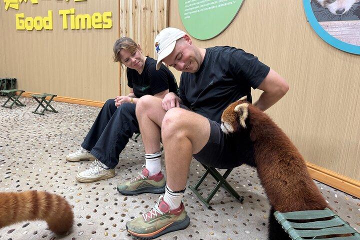 Visite unique d'une journée : une rencontre serrée avec les pandas roux