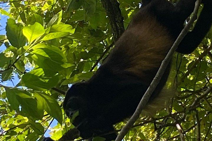 タマリンド マングローブ森林国立公園でのカヤック