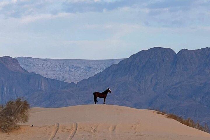 Mehrtägiges Reitabenteuer in der Wüste Wadi Araba